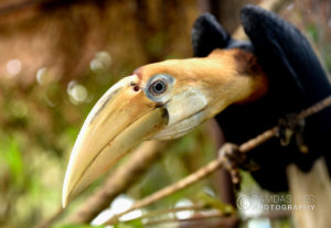 Papua New Guinea Wildlife # 1 – Ramdas Iyer Photography