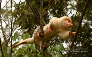 Papua New Guinea Wildlife # 1 – Ramdas Iyer Photography