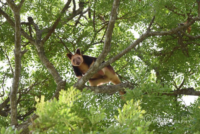 Papua New Guinea Wildlife # 1 – Ramdas Iyer Photography