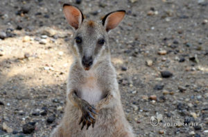 Papua New Guinea Wildlife # 1 – Ramdas Iyer Photography