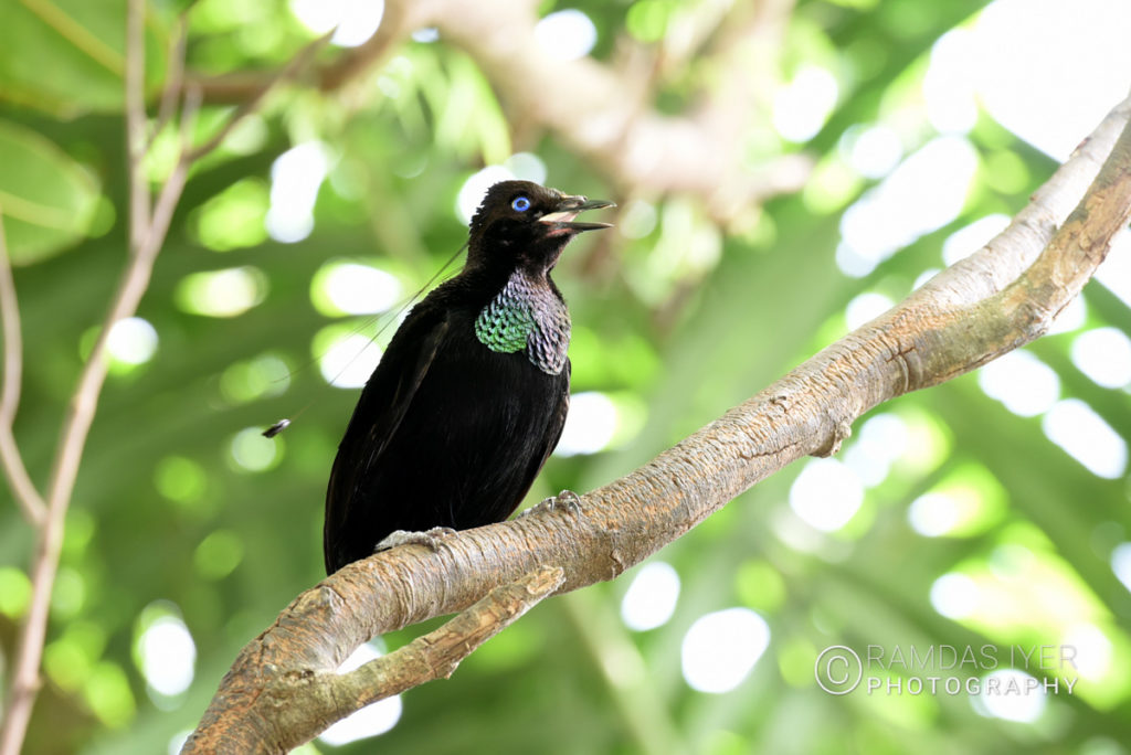 Papua New Guinea Wildlife # 1 – Ramdas Iyer Photography