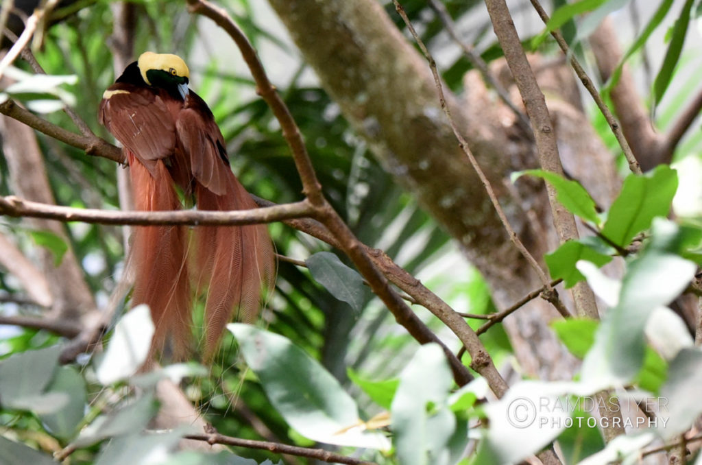 Papua New Guinea Wildlife # 1 – Ramdas Iyer Photography