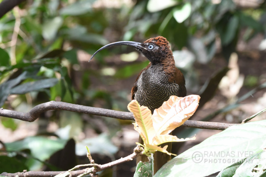 Papua New Guinea Wildlife # 1 – Ramdas Iyer Photography