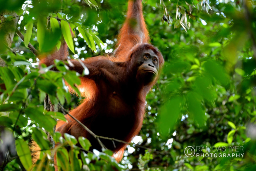 Indonesia Wildlife – Ramdas Iyer Photography