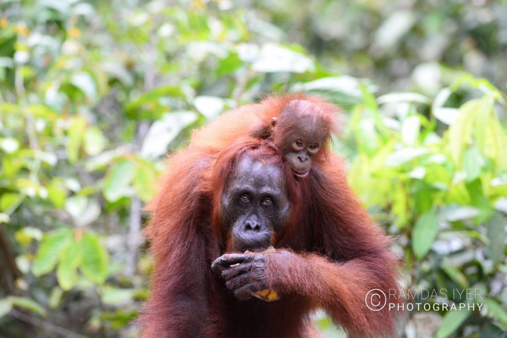 Indonesia Wildlife – Ramdas Iyer Photography