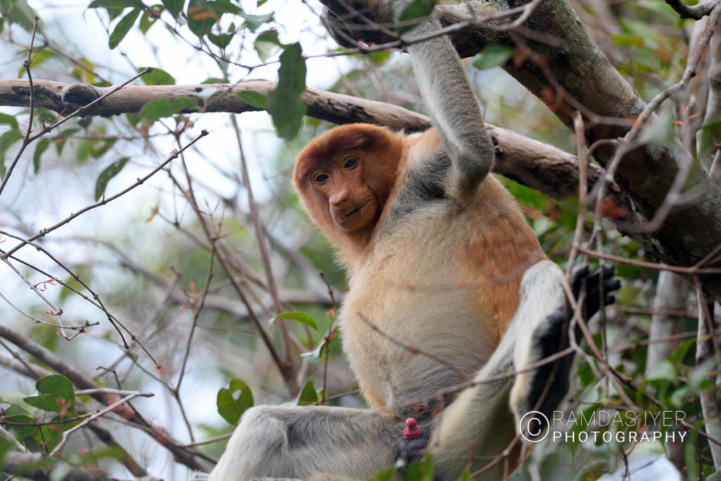 Indonesia Wildlife – Ramdas Iyer Photography