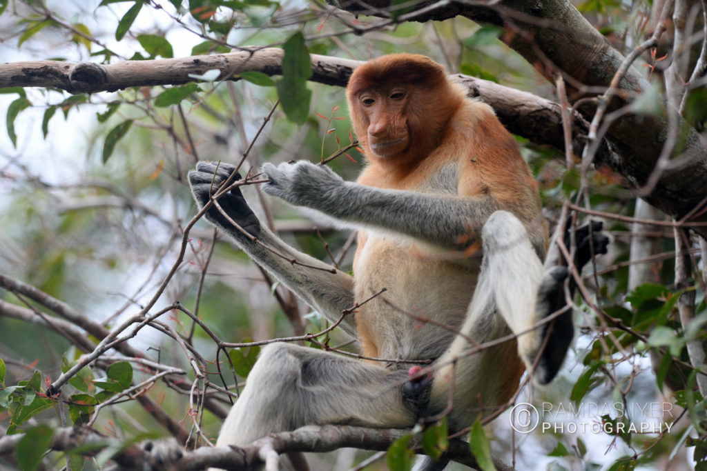 Indonesia Wildlife – Ramdas Iyer Photography